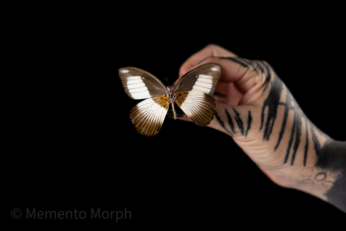 Papilio Cynorta (Folded Wings)