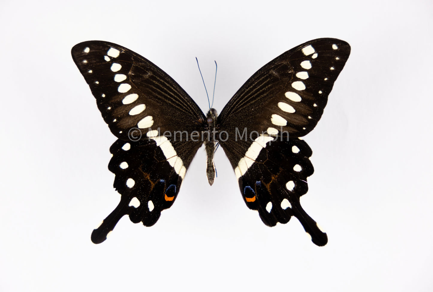 Papilio Lormieri (Folded Wings)