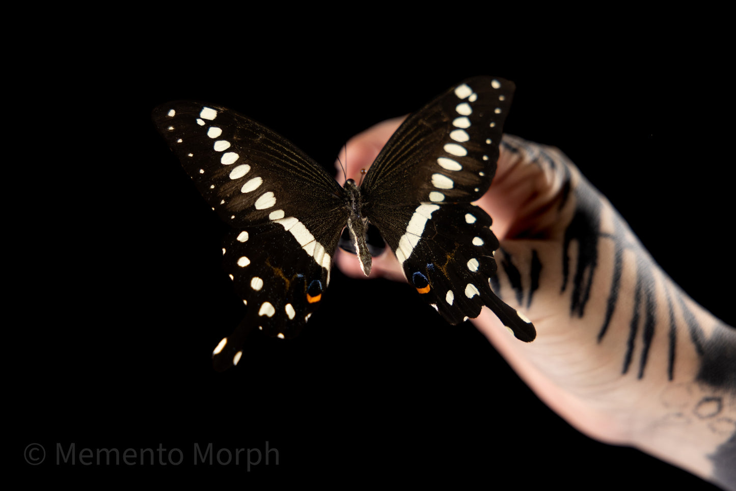 Papilio Lormieri (Folded Wings)