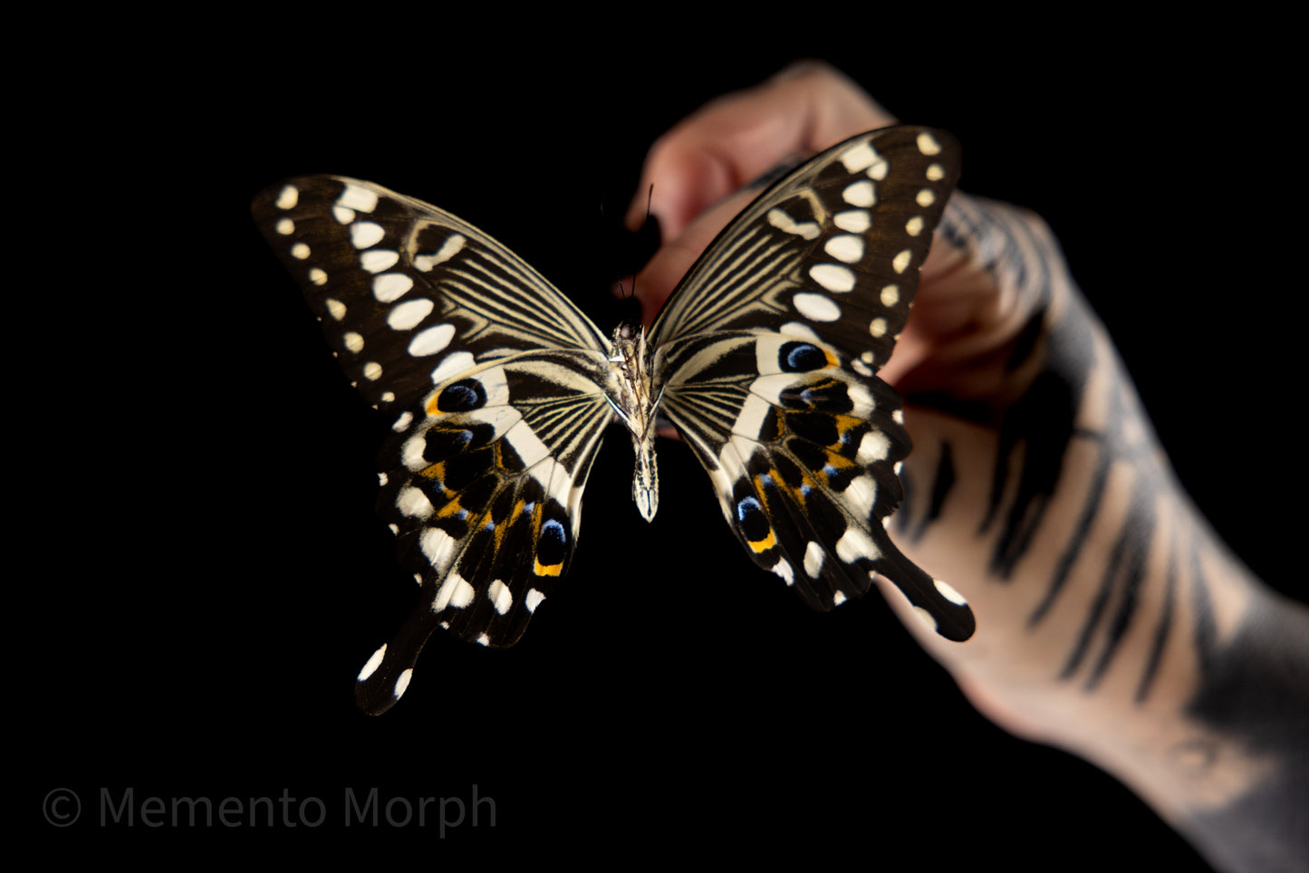 Papilio Lormieri (Folded Wings)