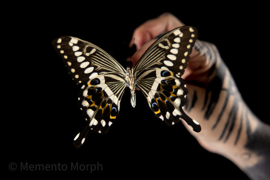 Papilio Lormieri (Folded Wings)