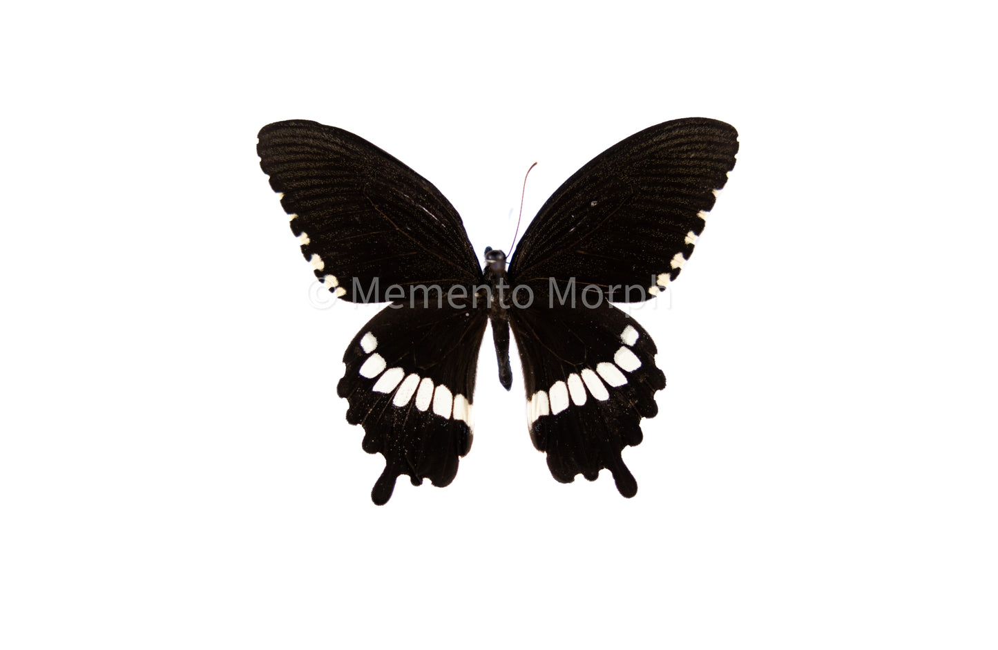 Papilio Polytes Alcindor (Folded Wings)