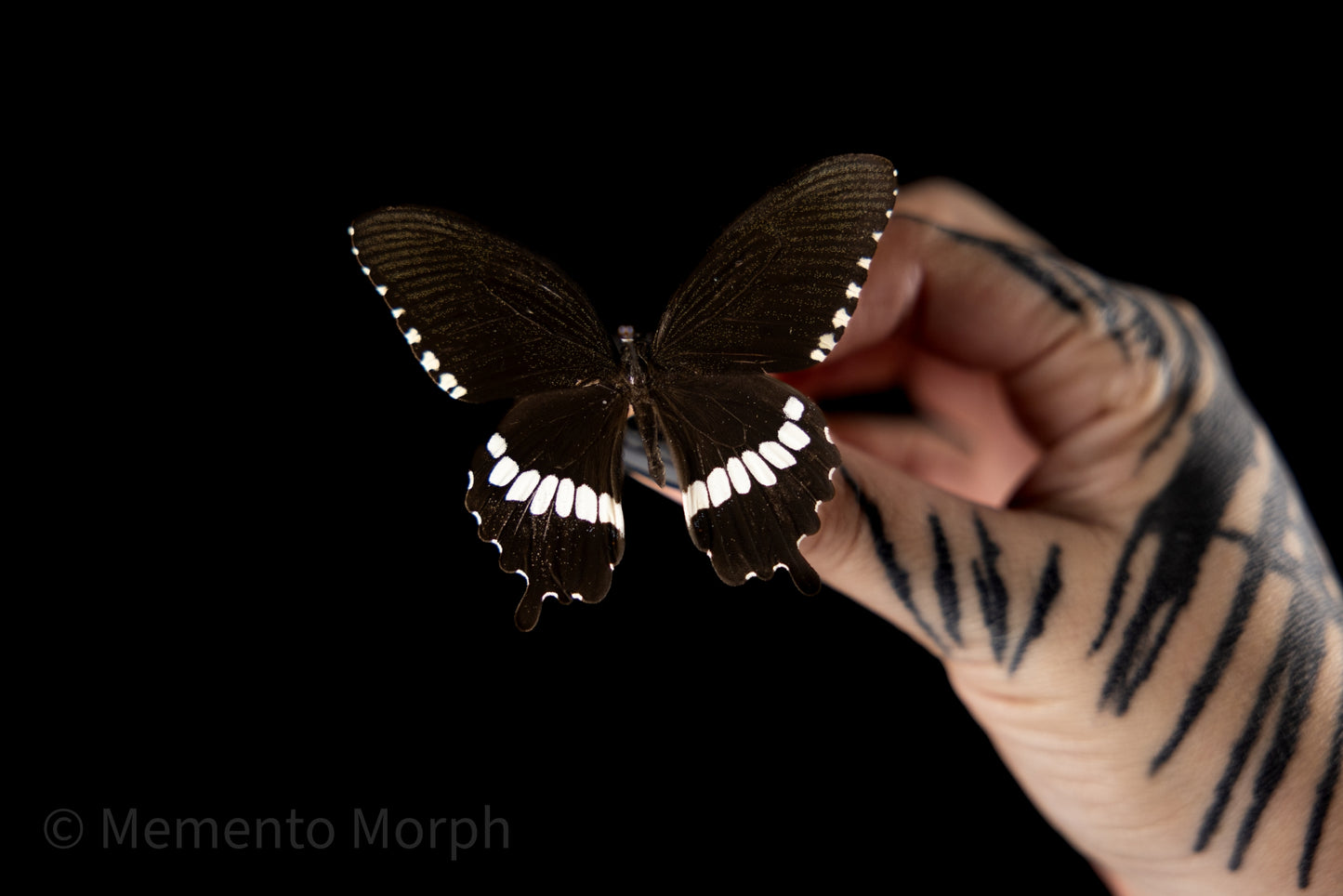 Papilio Polytes Alcindor (Folded Wings)