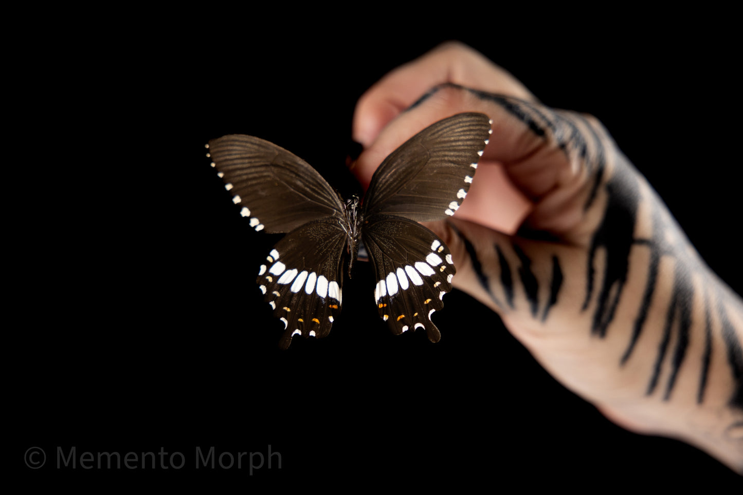 Papilio Polytes Alcindor (Folded Wings)