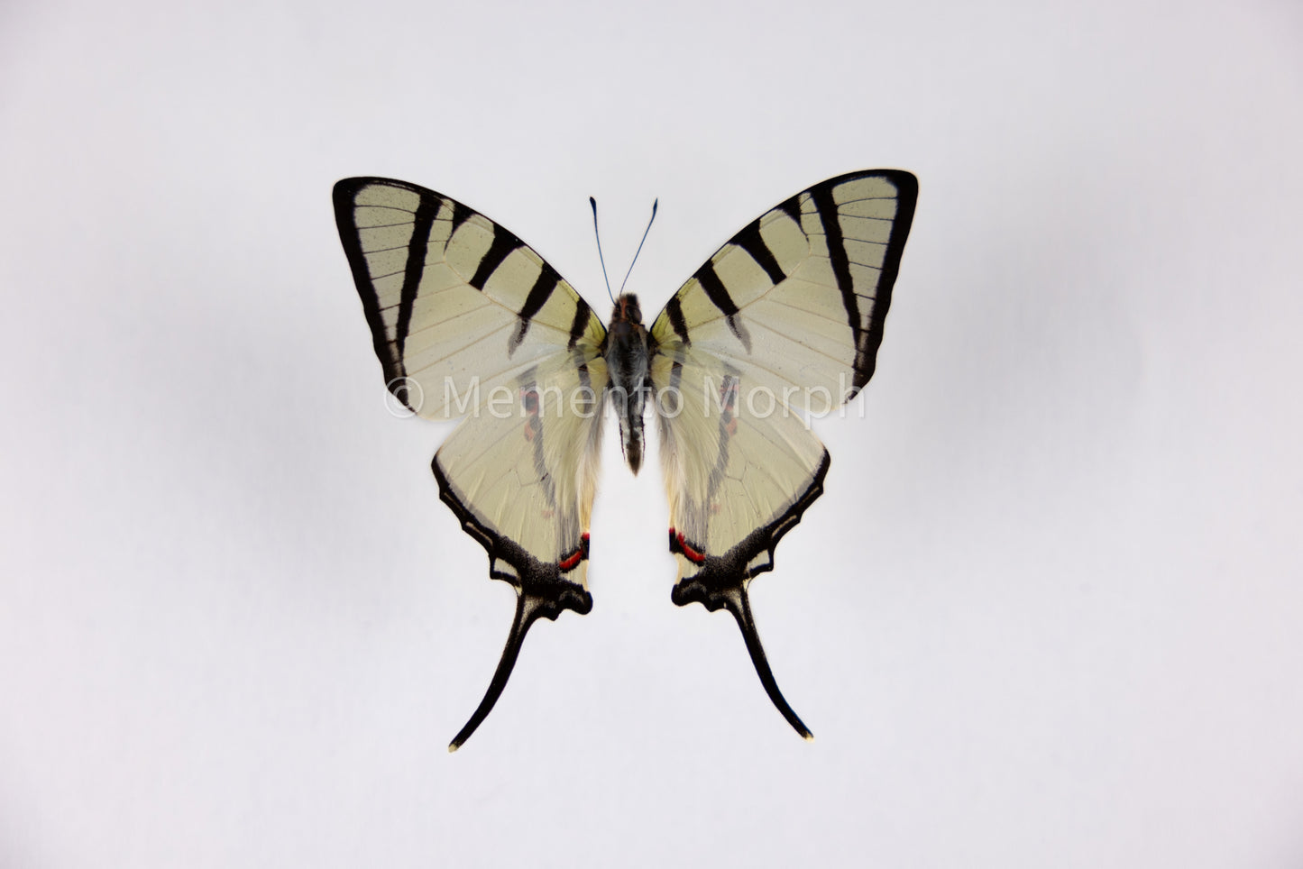 Graphium Agetes (Folded Wings)