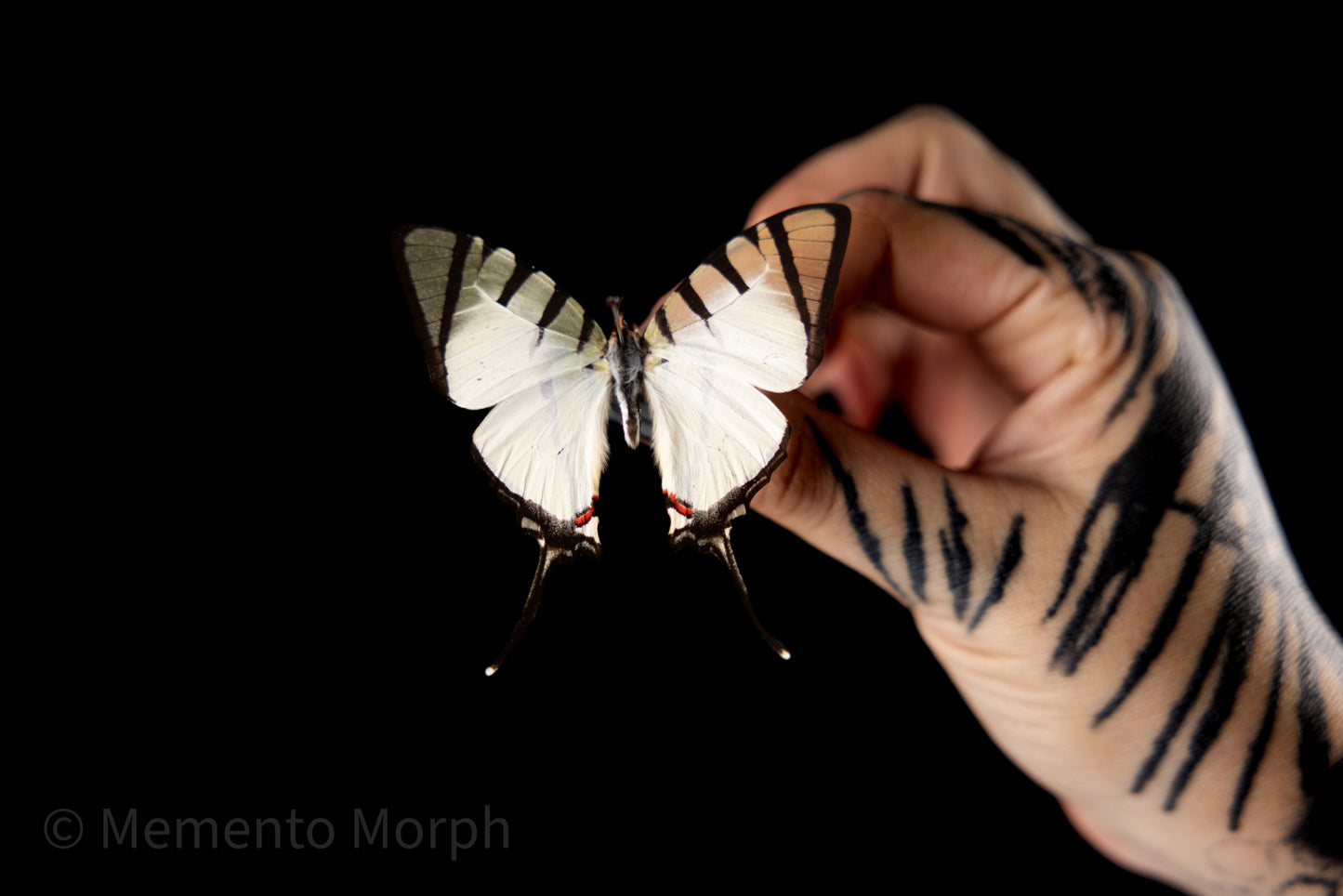 Graphium Agetes (Folded Wings)