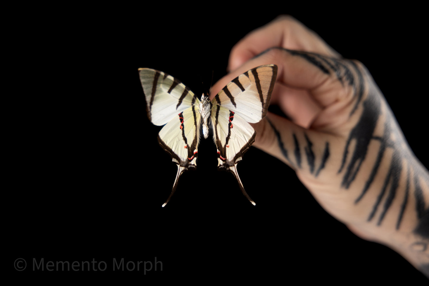 Graphium Agetes (Folded Wings)