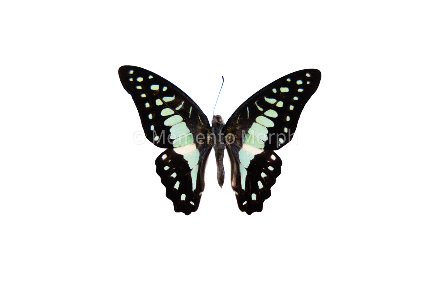 Graphium Doson (Folded Wings)