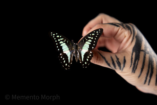 Graphium Doson (Folded Wings)