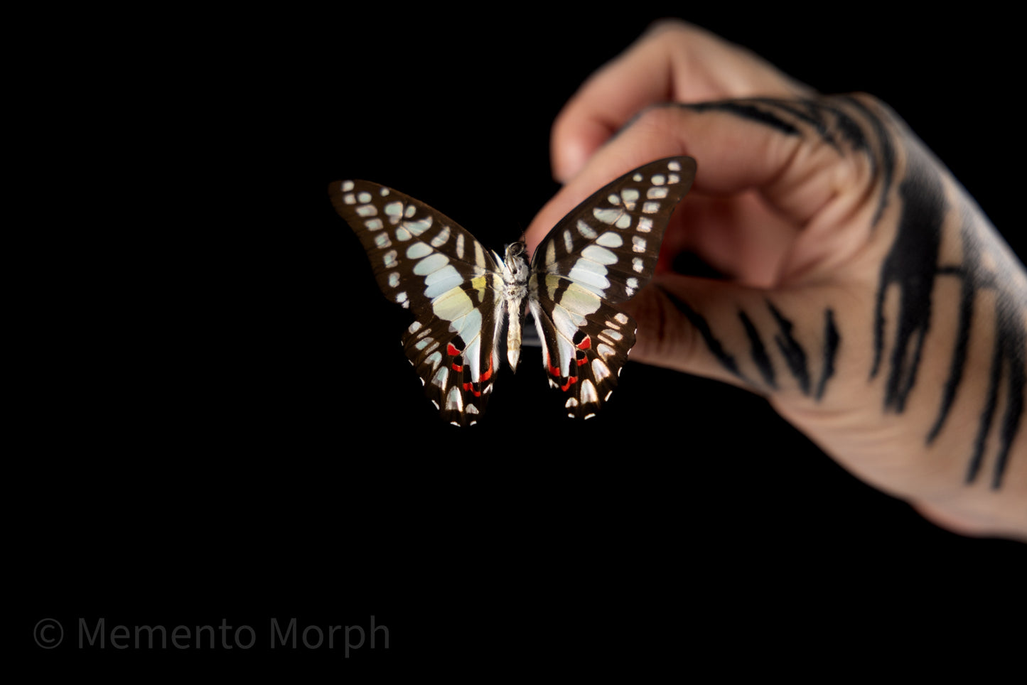 Graphium Doson (Folded Wings)