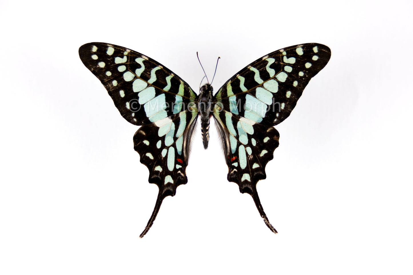Graphium Antheus (Folded Wings)