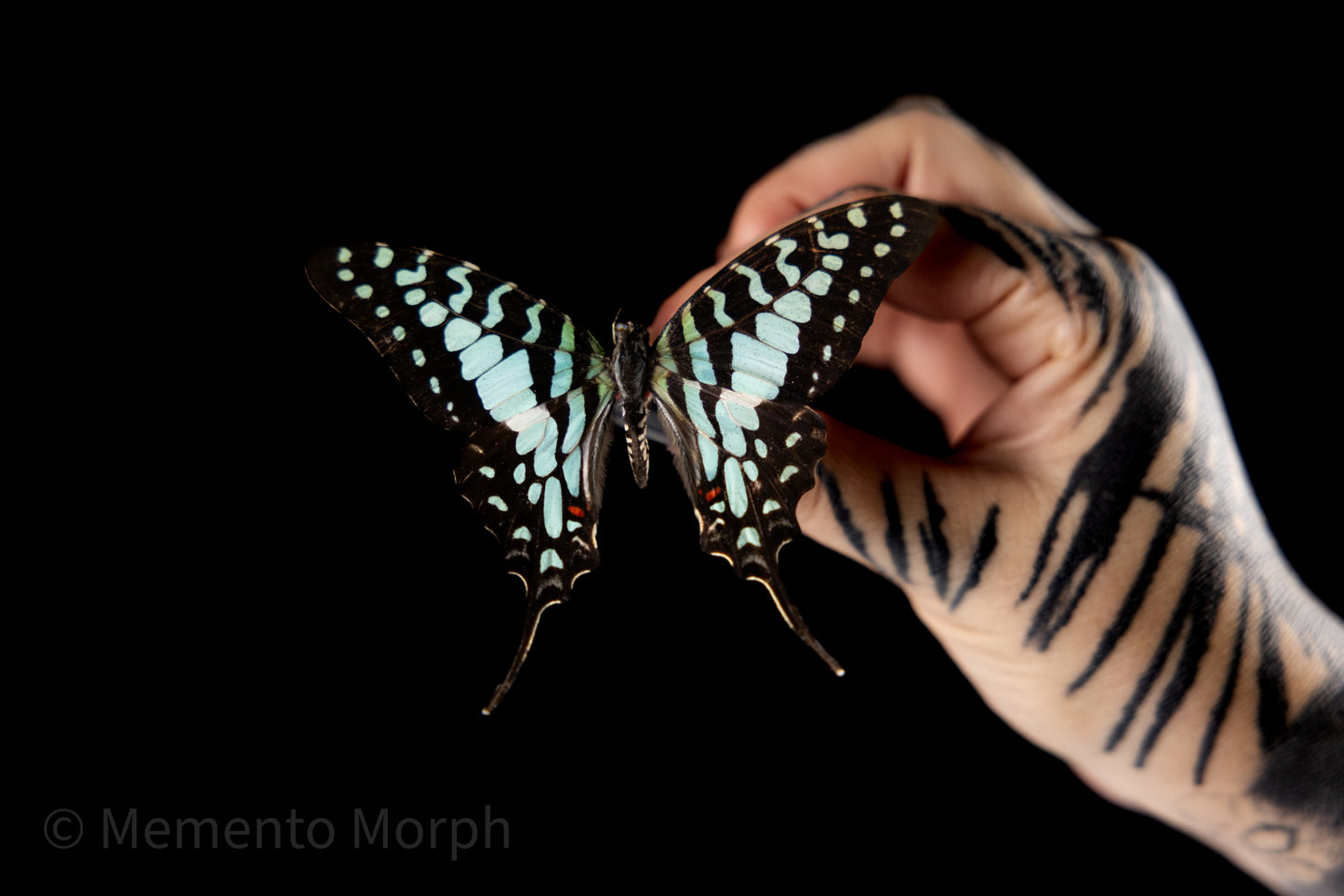 Graphium Antheus (Folded Wings)