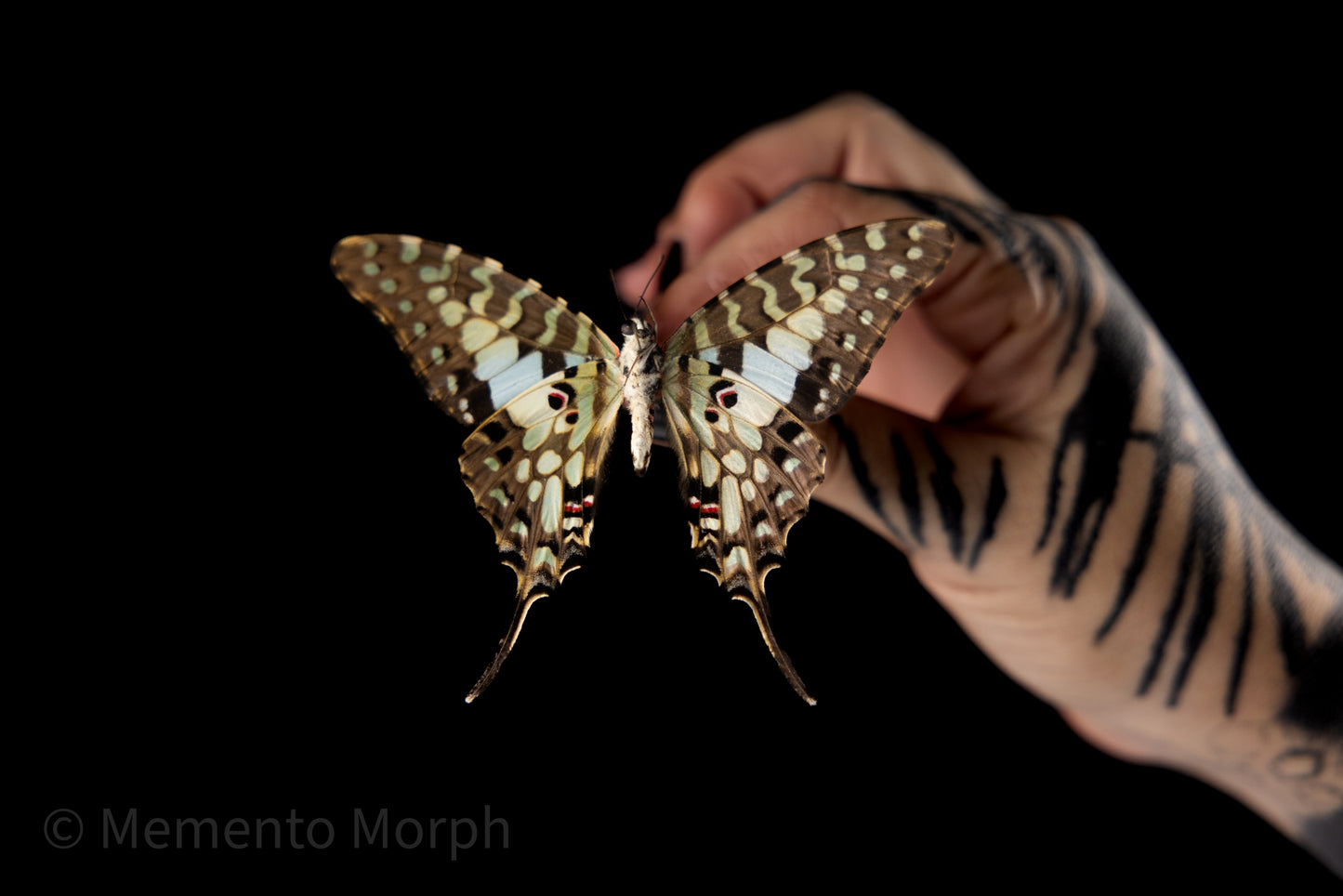 Graphium Antheus (Folded Wings)