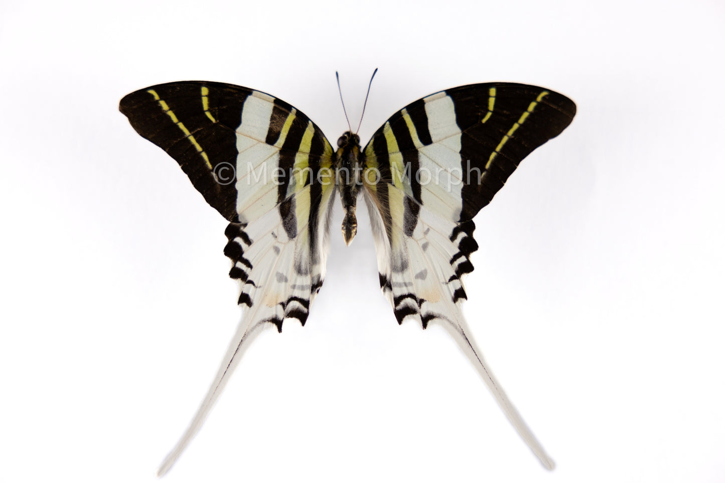 Graphium Androcles (Folded Wings)