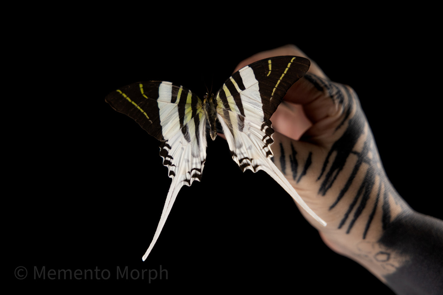 Graphium Androcles (Folded Wings)