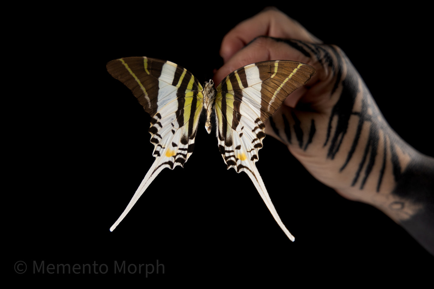 Graphium Androcles (Folded Wings)