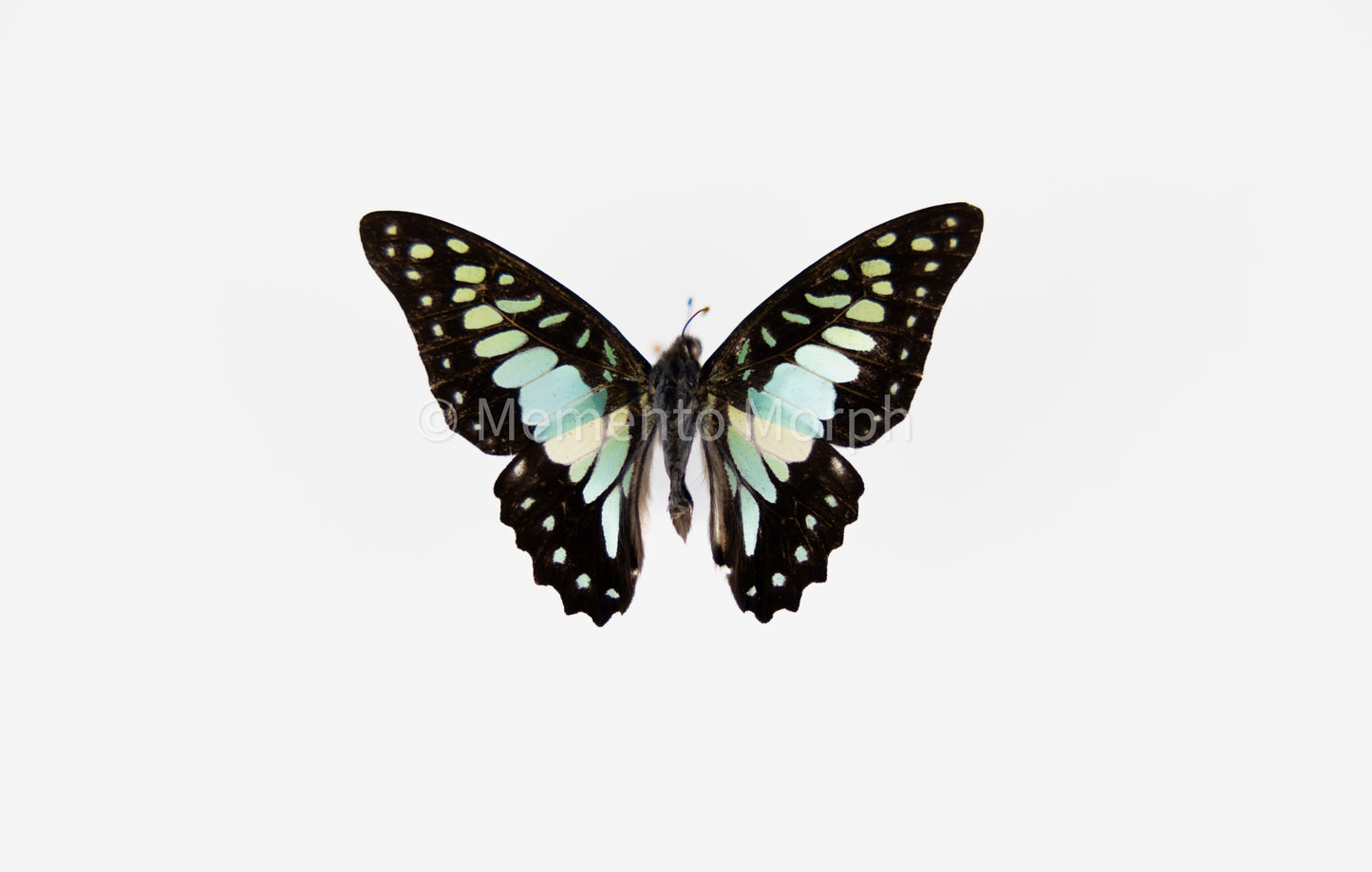 Graphium Chironides (Folded Wings)