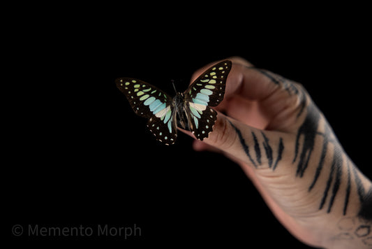 Graphium Chironides (Folded Wings)