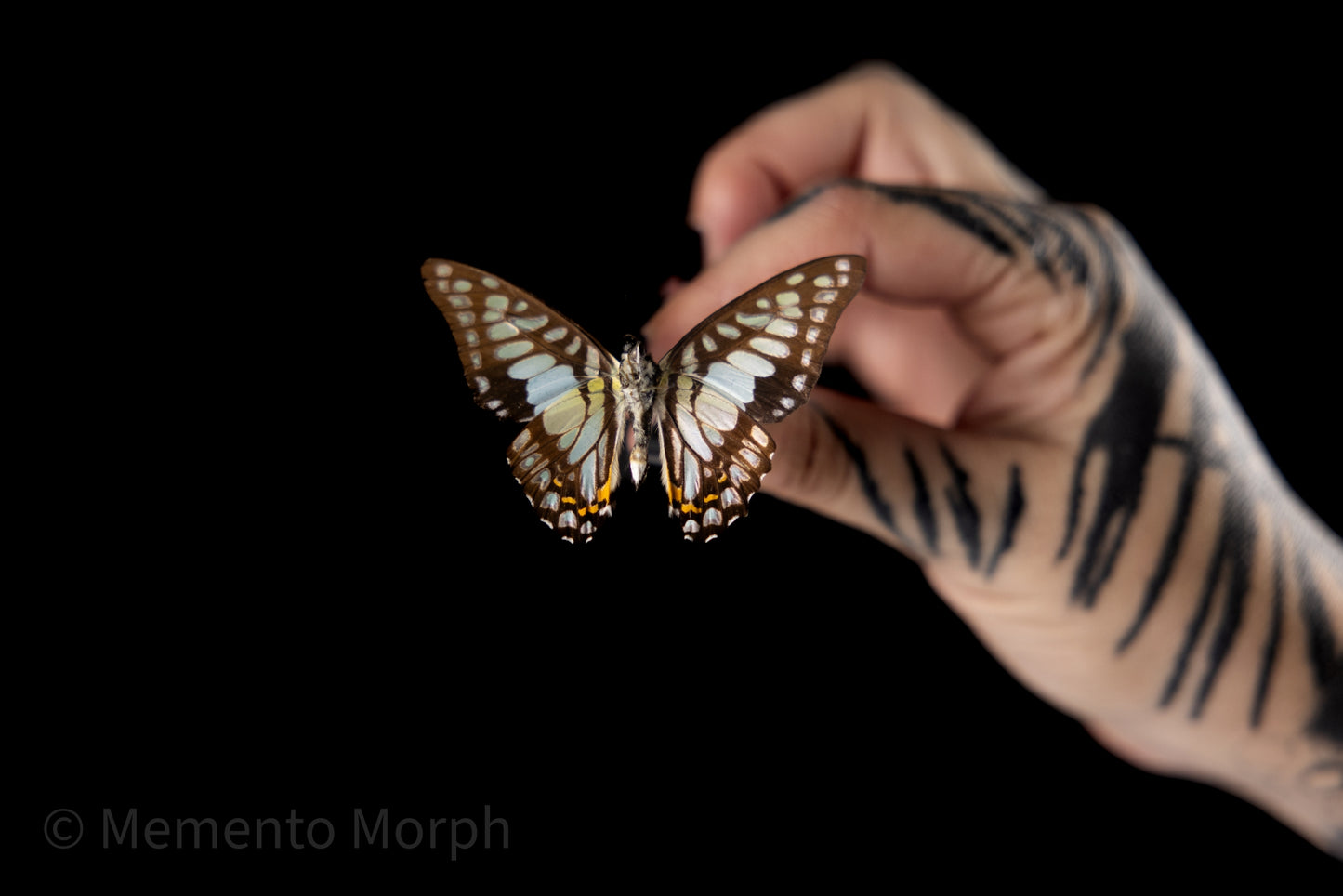 Graphium Chironides (Folded Wings)