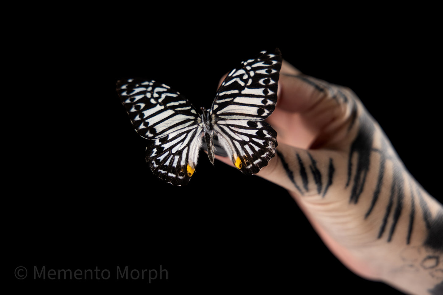 Graphium Delesserti (Folded Wings)