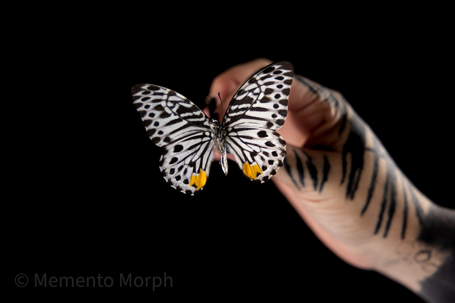 Graphium Delesserti (Folded Wings)