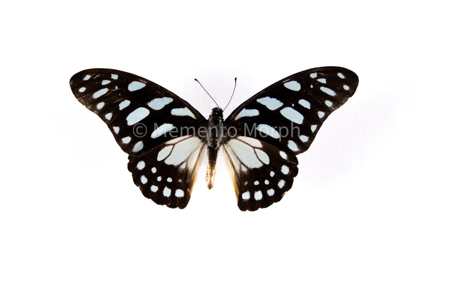 Graphium Leonidas (Folded Wings)
