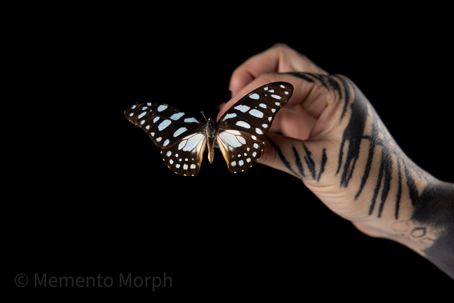 Graphium Leonidas (Folded Wings)