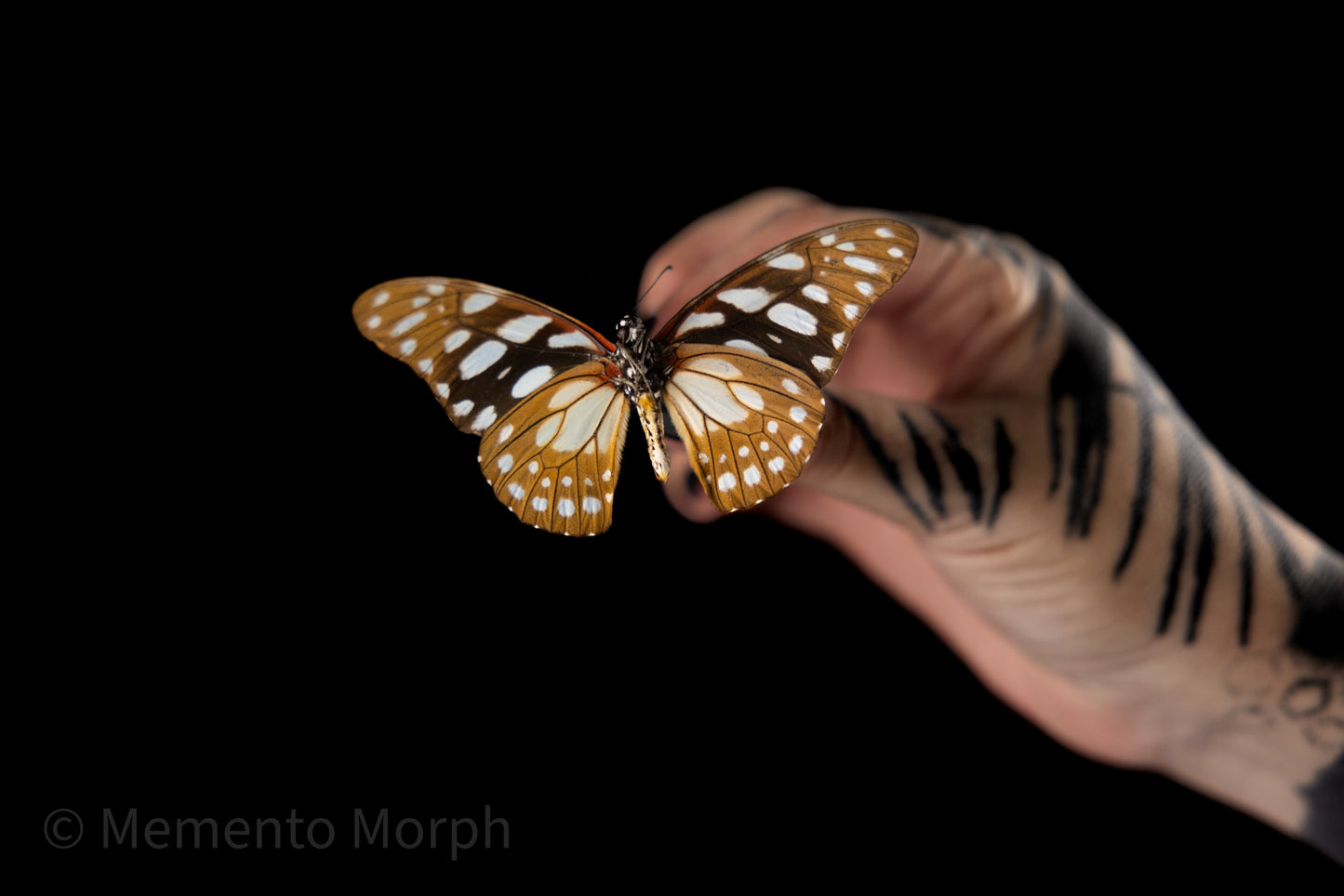 Graphium Leonidas (Folded Wings)