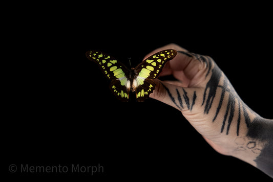 Graphium Tyndareus (Folded Wings)