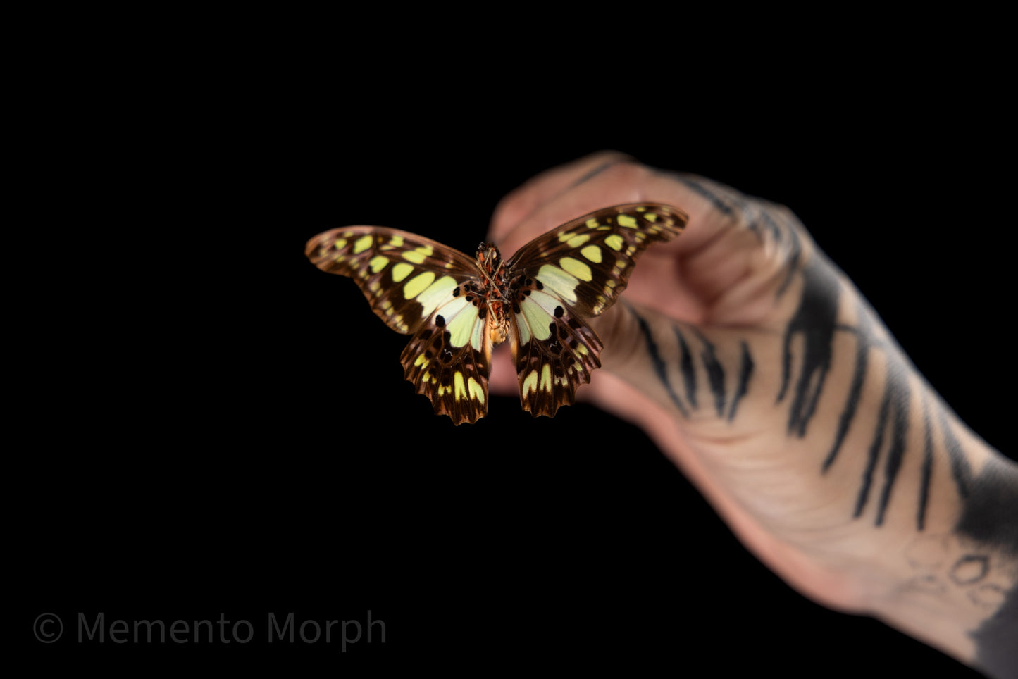 Graphium Tyndareus (Folded Wings)
