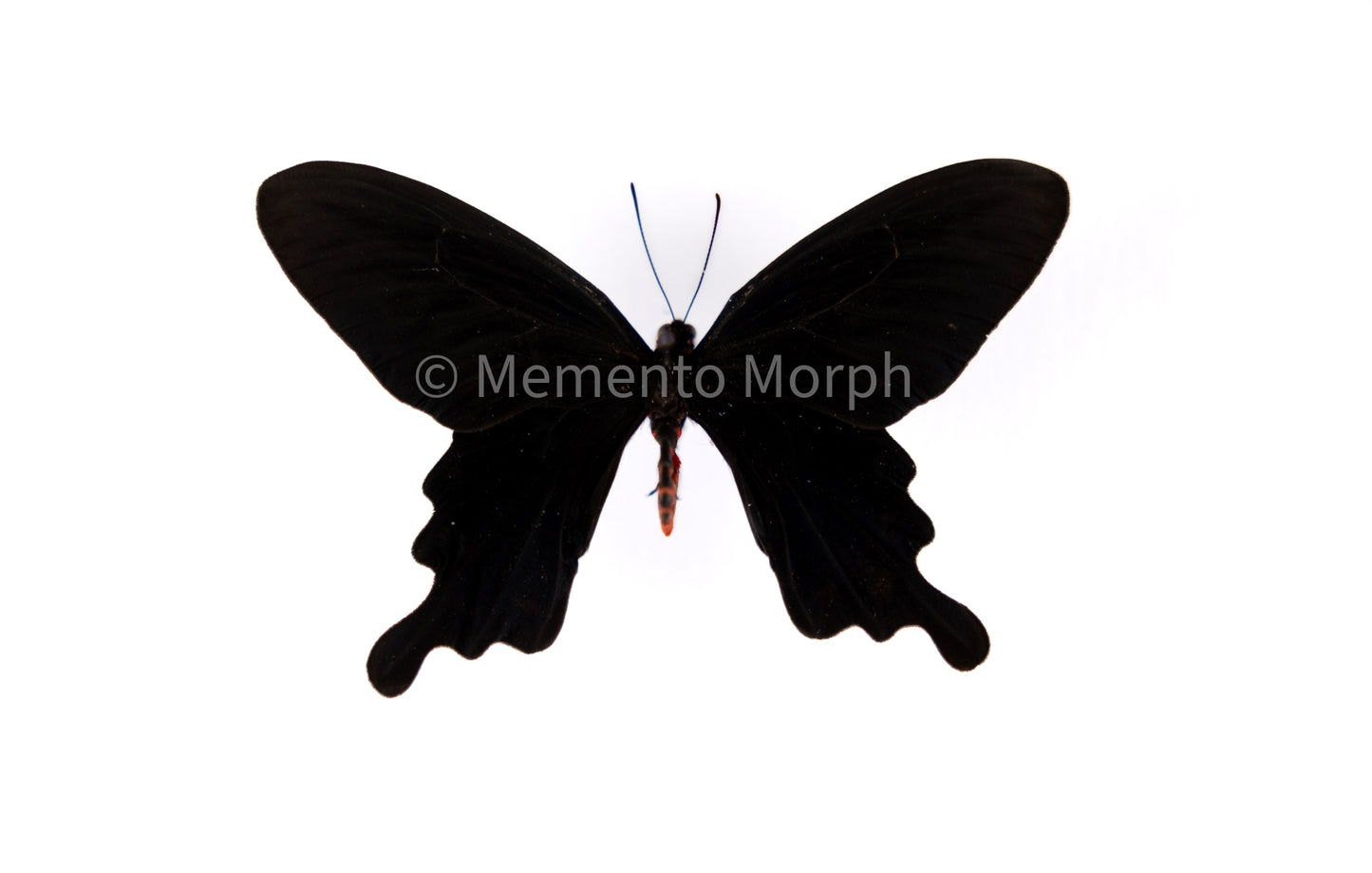 Pachliopta Kotzebuea (Folded Wings)