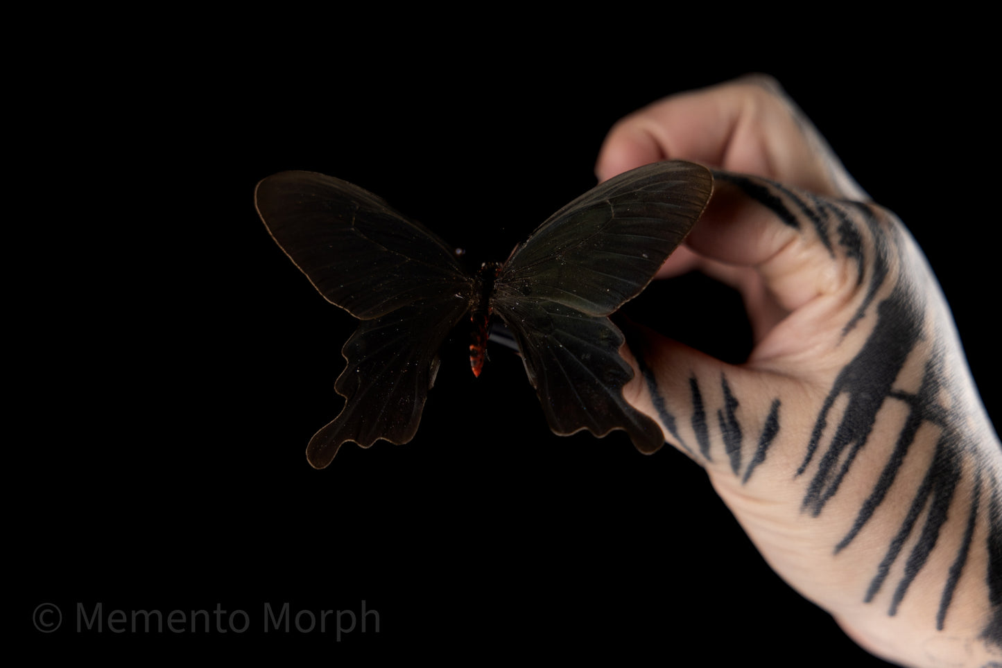 Pachliopta Kotzebuea (Folded Wings)