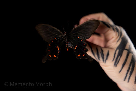 Pachliopta Kotzebuea (Folded Wings)