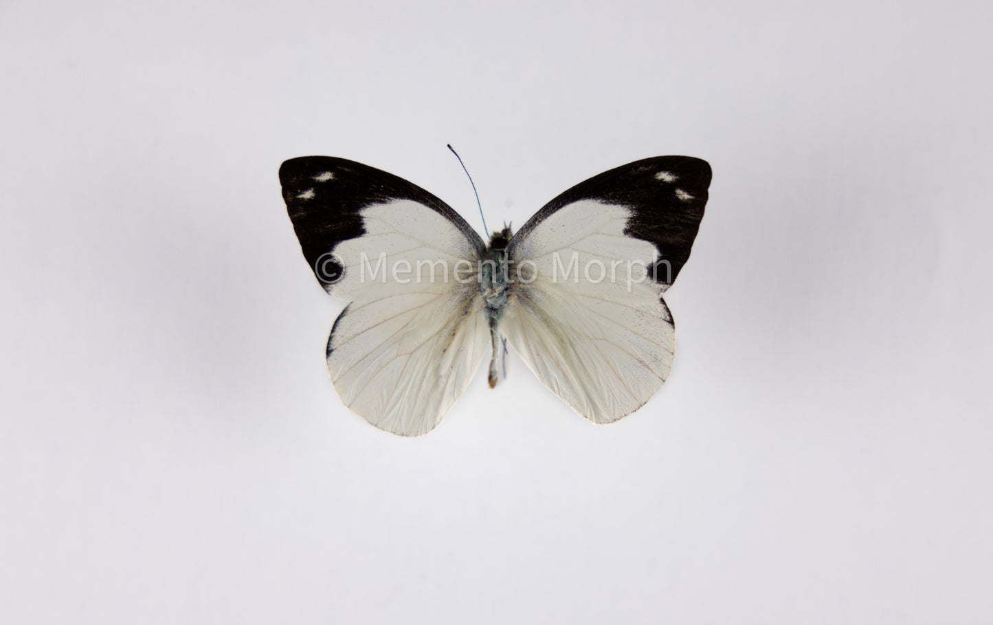 Appias Indra (Folded Wings