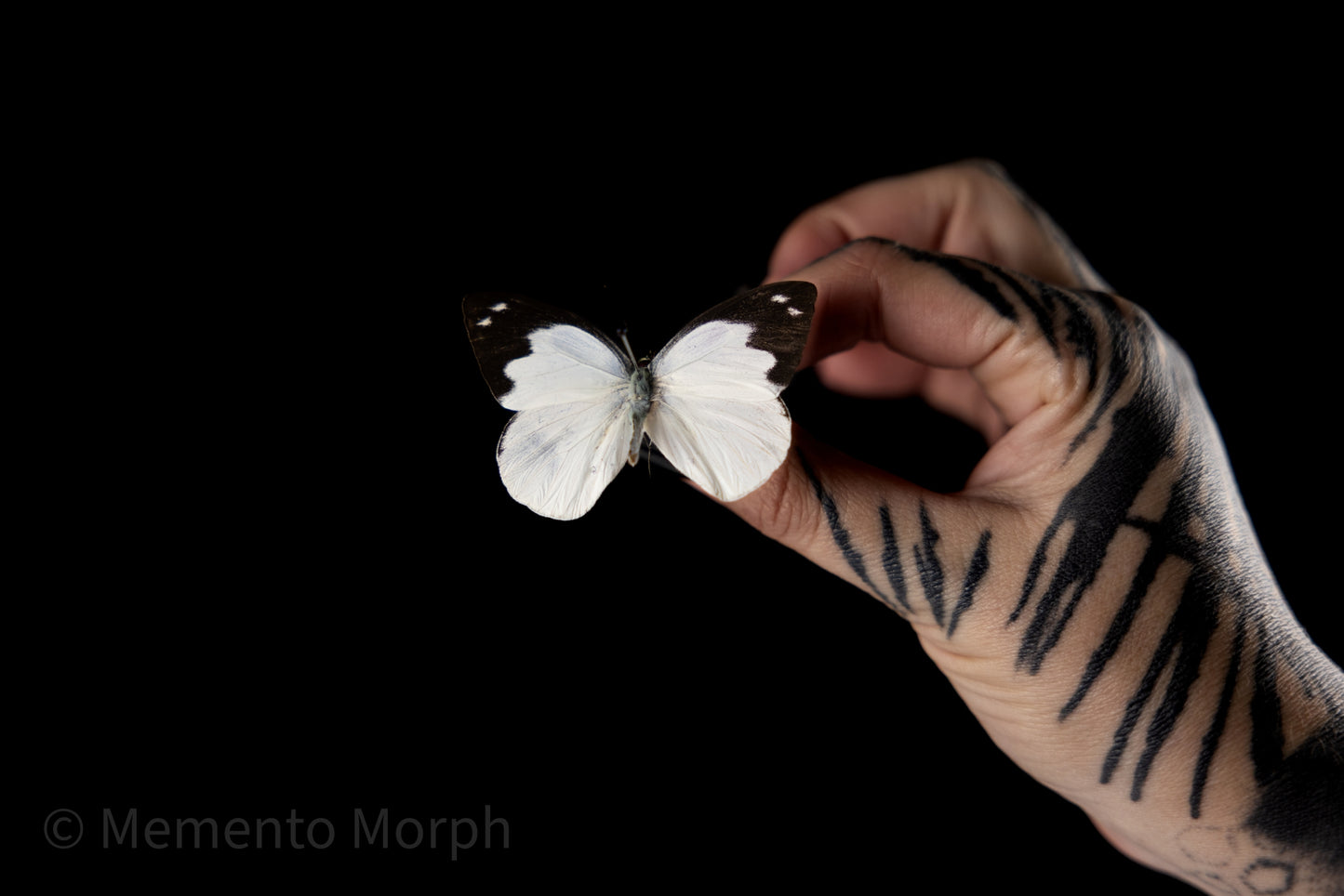 Appias Indra (Folded Wings