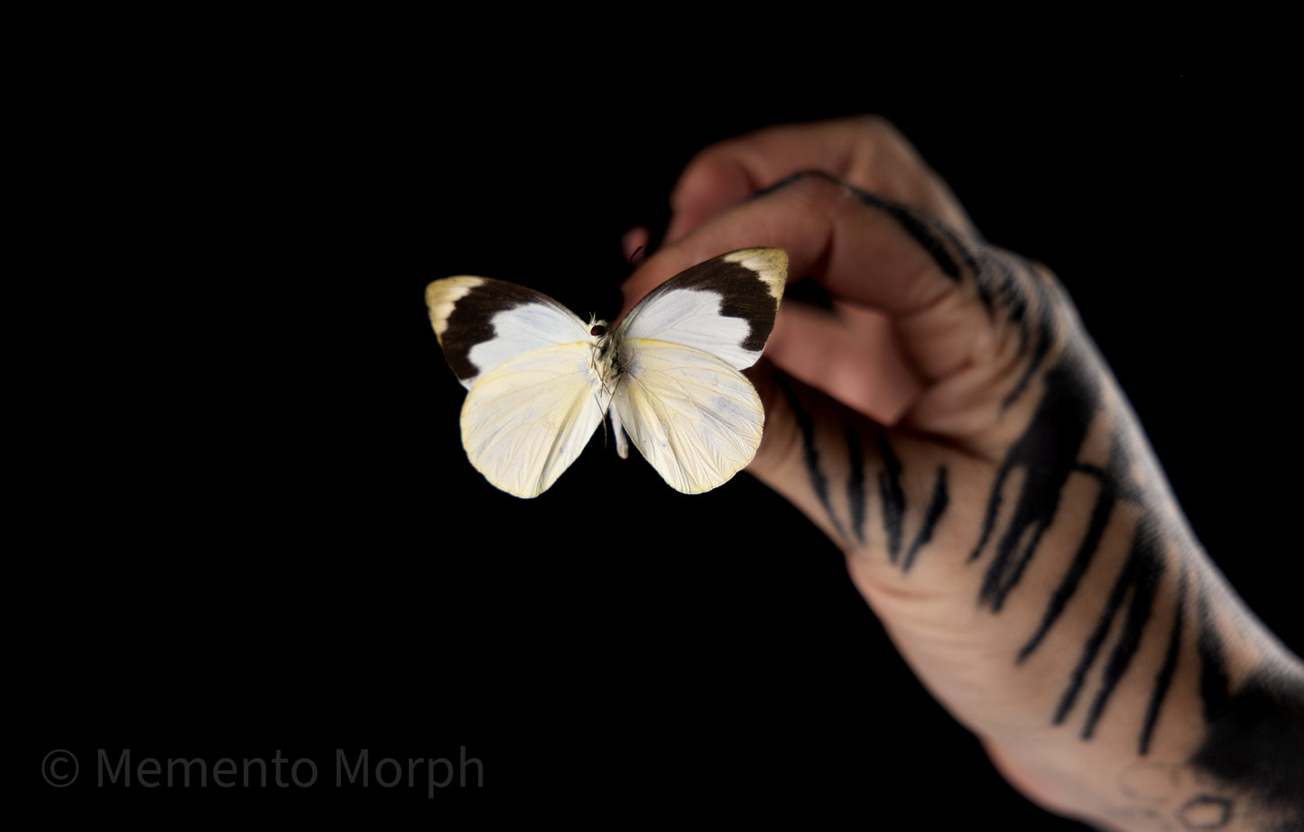 Appias Indra (Folded Wings