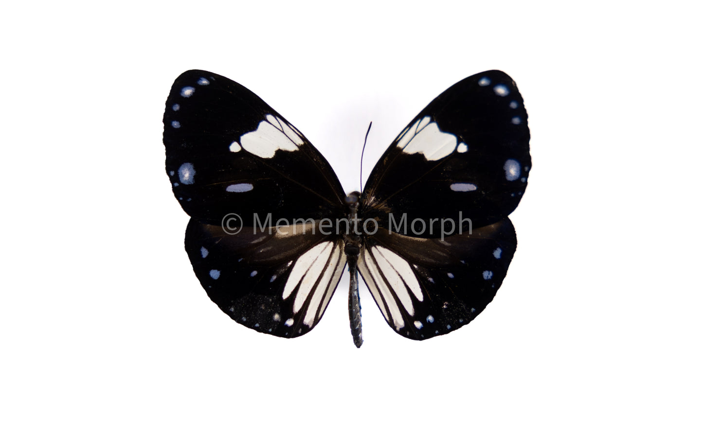 Euploea Diocletianus (Folded Wings)