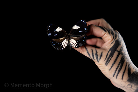 Euploea Diocletianus (Folded Wings)