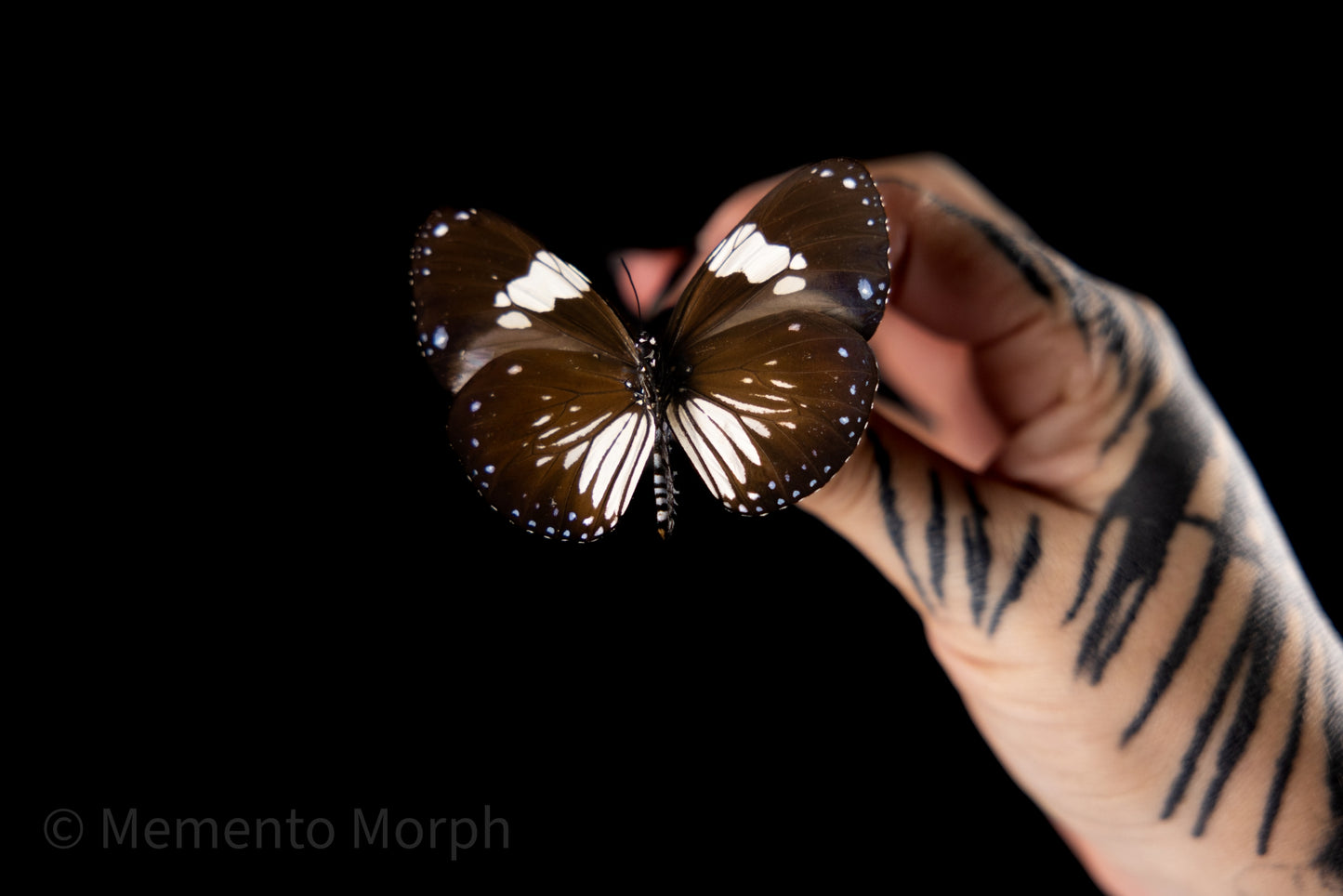 Euploea Diocletianus (Folded Wings)