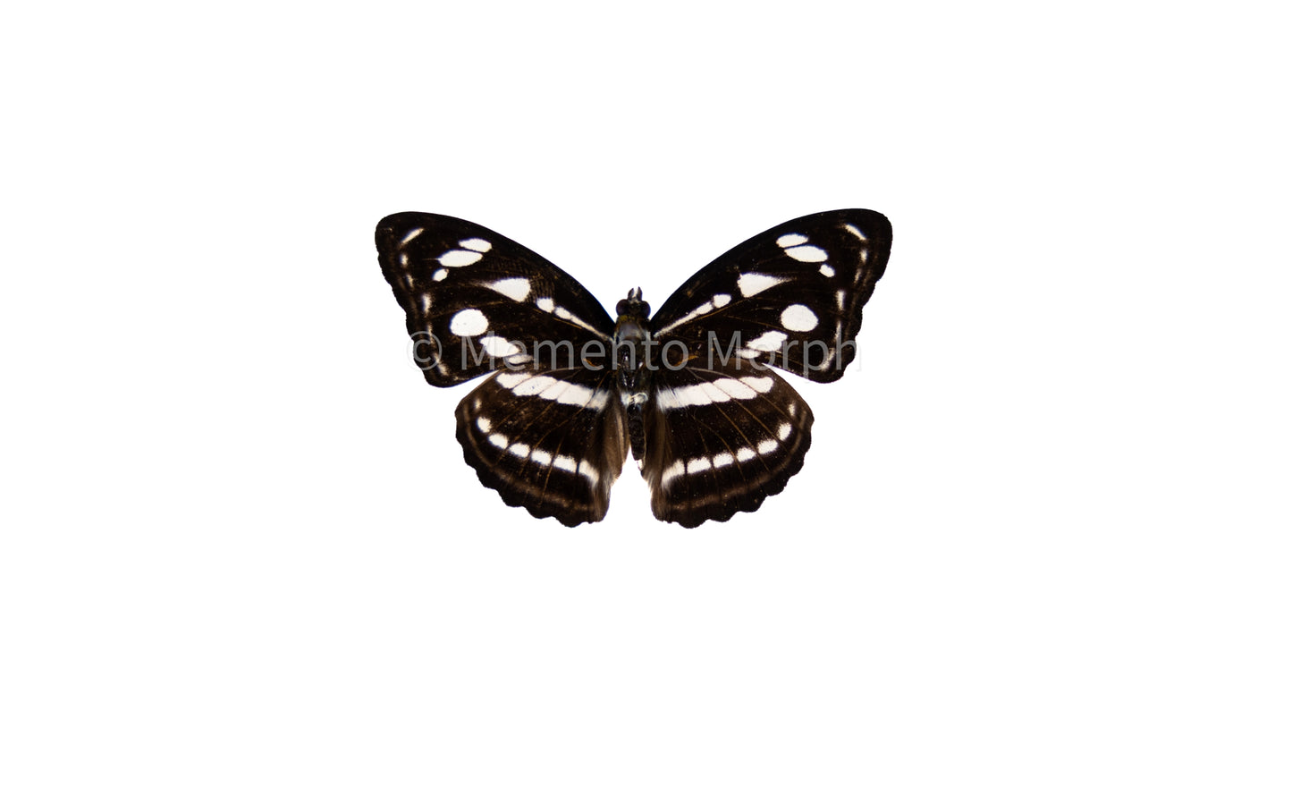 Athyma Nefte Subrata (Folded Wings