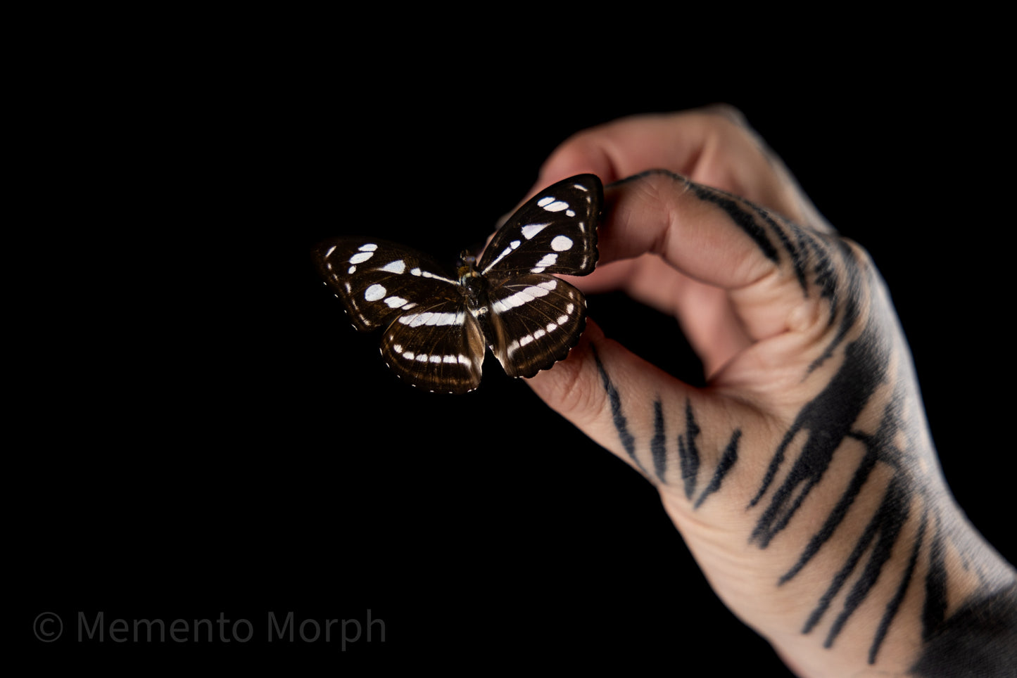 Athyma Nefte Subrata (Folded Wings