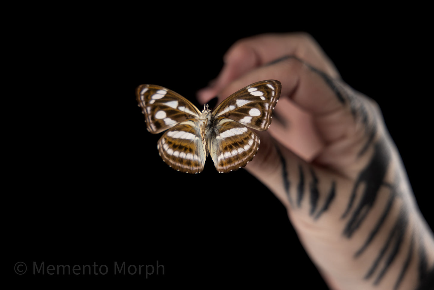 Athyma Nefte Subrata (Folded Wings
