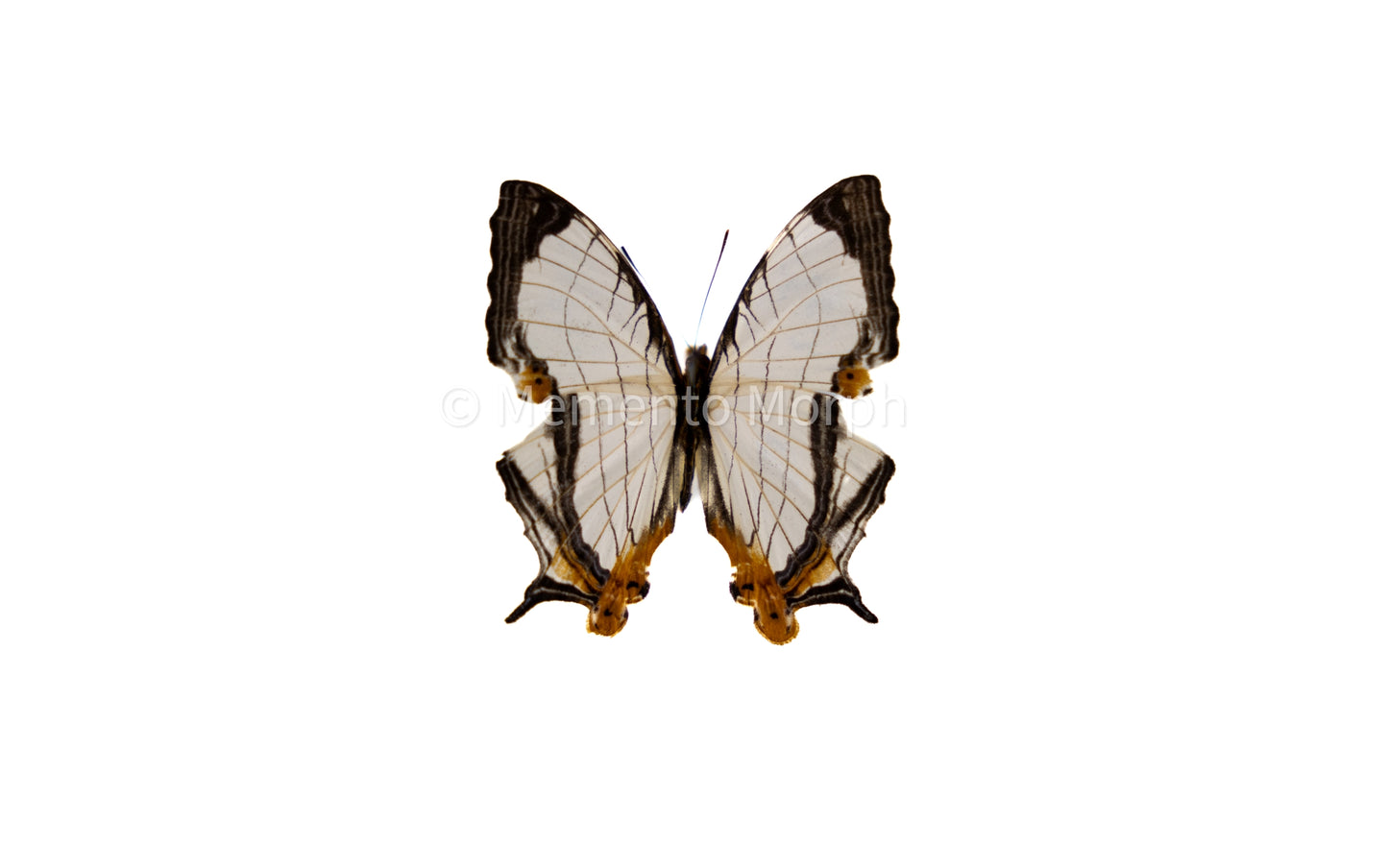 Cyrestis Thyodamas (Folded Wings)