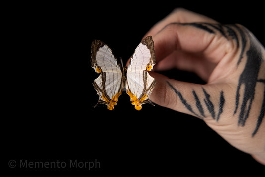 Cyrestis Thyodamas (Folded Wings)