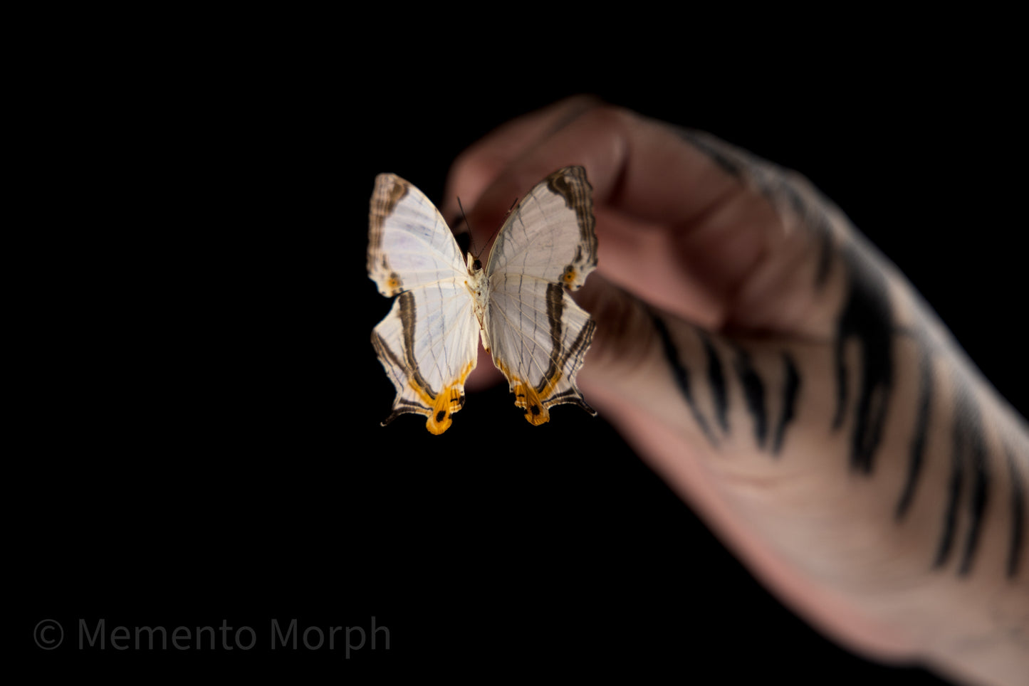 Cyrestis Thyodamas (Folded Wings)