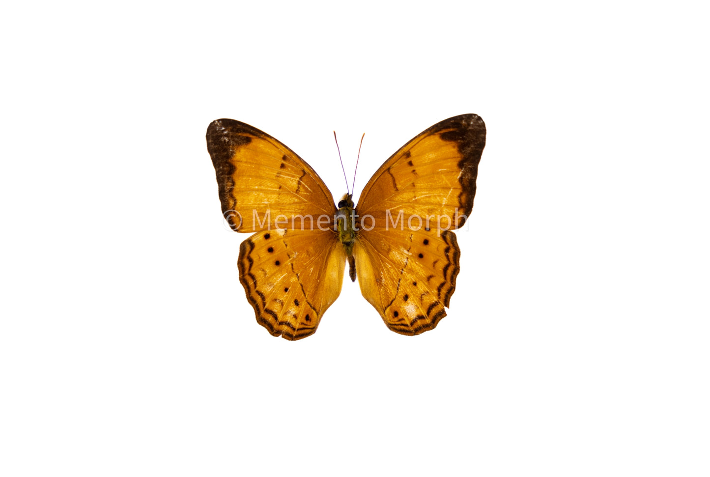 Cirrochroa Emalea (Folded Wings)