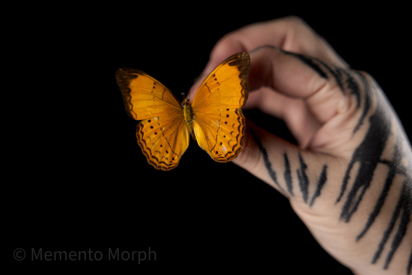 Cirrochroa Emalea (Folded Wings)