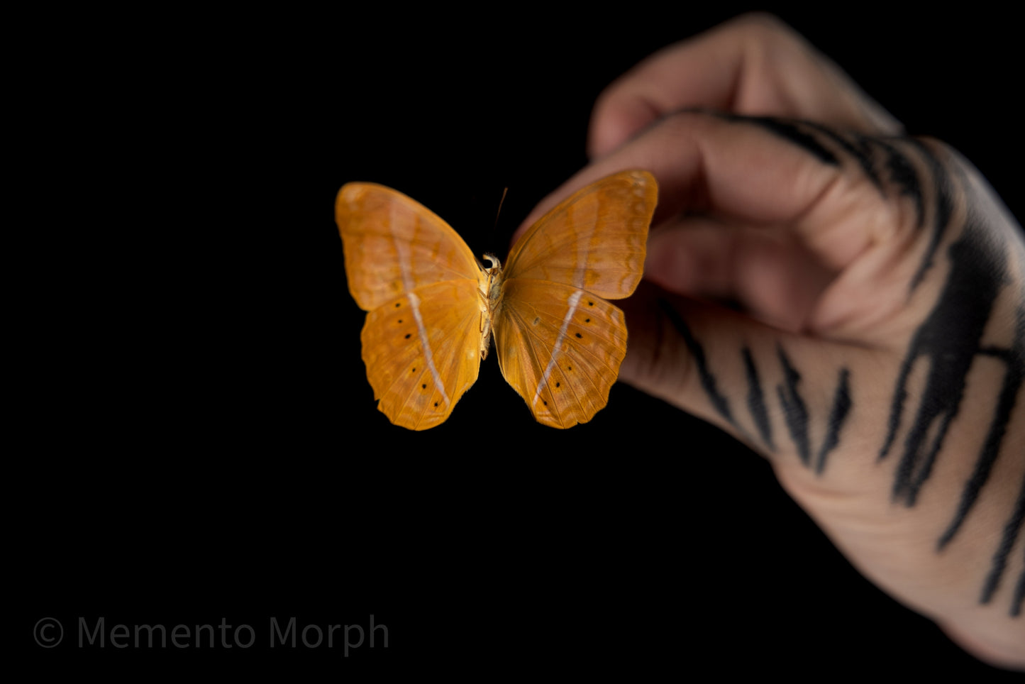 Cirrochroa Emalea (Folded Wings)