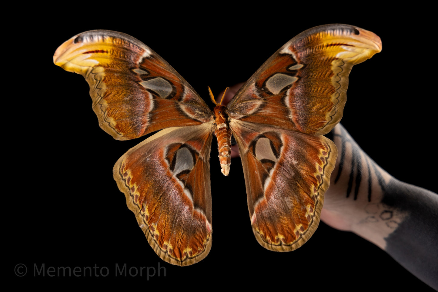 Attacus Atlas Moth (Folded Wings)