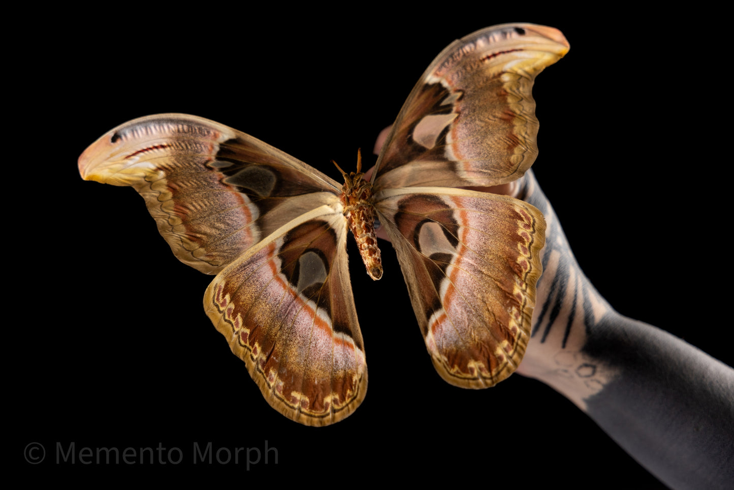 Attacus Atlas Moth (Folded Wings)